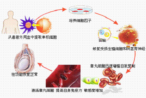 六位一体+性细胞激活术 阳痿早泄的终极克星